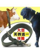 Xinjiang cattle tethering collar cattle collar livestock breeding cattle tethering collar cattle collar cattle farm special