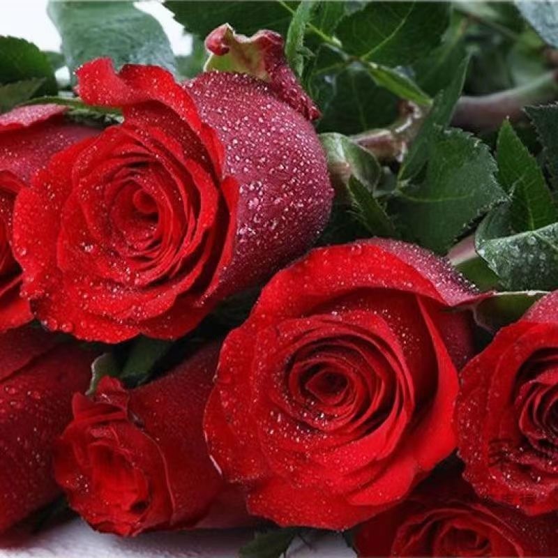 Red Roses from Yunnan Source Base, Fresh Flowers Directly Sent, Red Roses for Living Room Indoor Water Cultivation, Fresh Bouquet