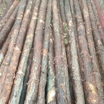 Pine wood piles piling wood fir outdoor river bank protection logs greening support poles flood control wood piles and logs