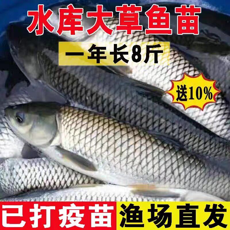 四川草鱼鱼苗,四大家鱼之首,值得入手吗?🐟-鱼-淘宝好物网