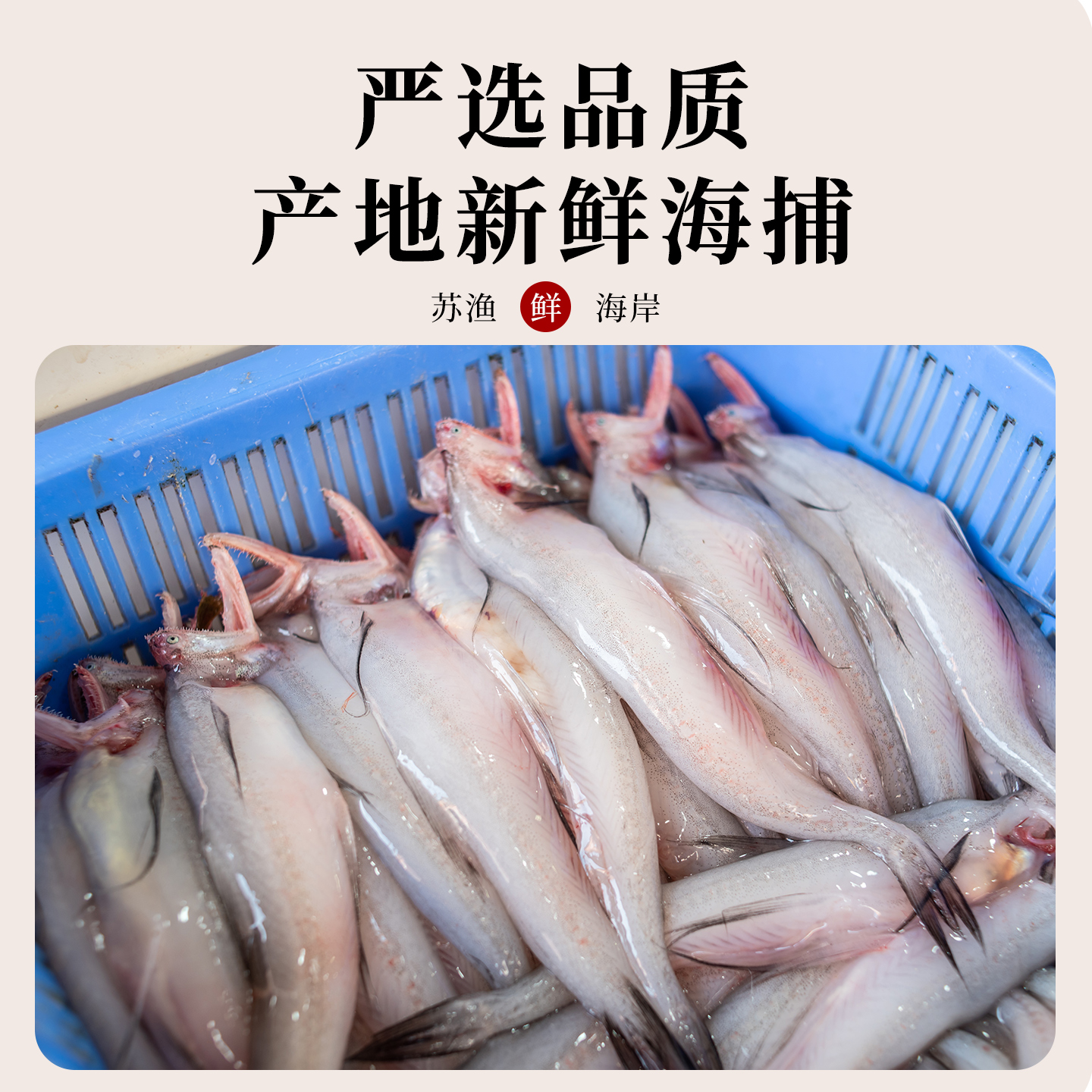 龙头鱼大揭秘：从象山到餐桌，鲜活冷冻全攻略！