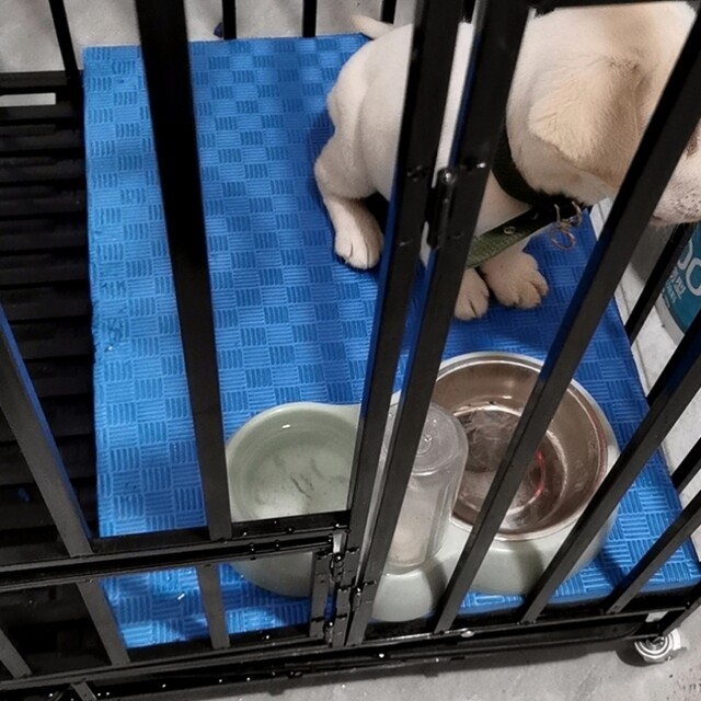 Pet dog cage pad sleeping pad thickened warm and moisture-proof waterproof washable winter four-season fence foam floor mat