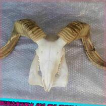 High-concentration hydrogen peroxide powder for industrial use of bone sheep head bone specimens special bleaching to remove pornographic artifacts for disinfection