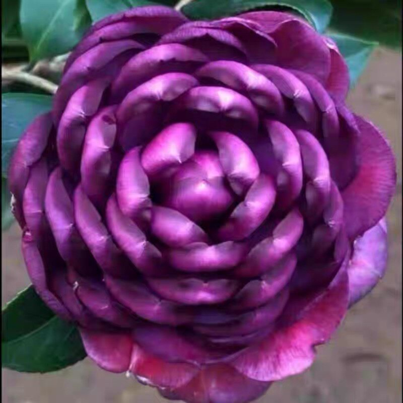 动森DLC新出的超大露台优雅卧室2.0套装，到底值不值得入手？