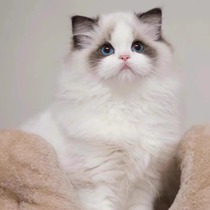 Кукольная Кошка Молодая Кошка Голубая Двойная Морская Биколара Чистая Порода Pedigi Pet House Long Fur Кукольная Марионеточная Сказочная Кошка