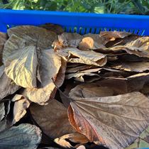 Sheeps hoof beetle leaf rat woman watermelon insect pet rain tank landscaping food leaf specimen hot beetle mat material