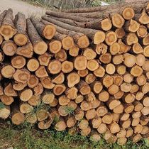 Fir larch logs piling wood landscaping tree support poles flood control river slope protection foundation logs