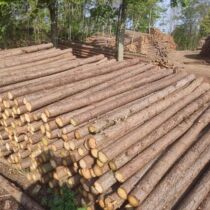 Pine wood piles fir wood piles river piling wood greening support poles larch pitch pine outdoor flood control leather log piles