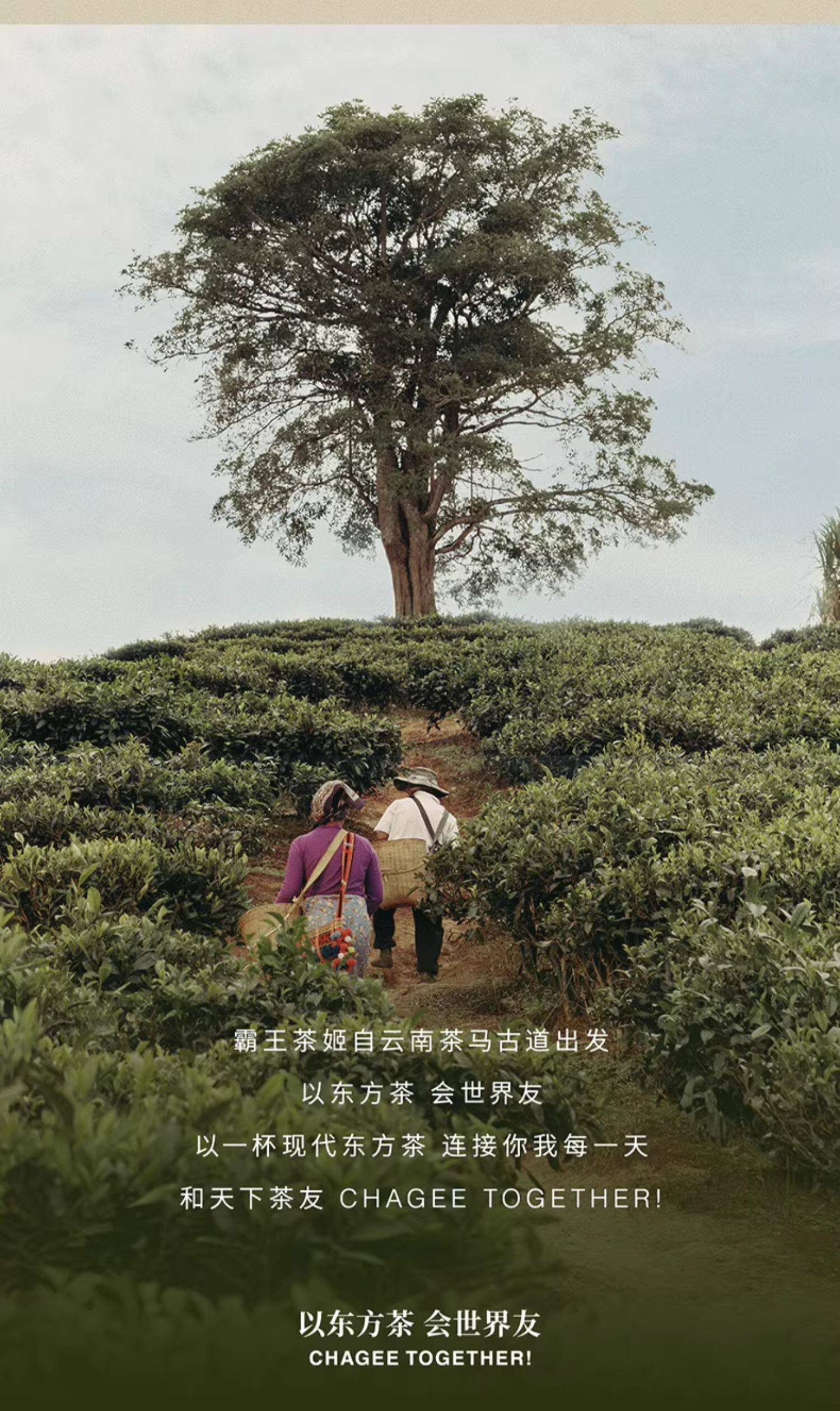 霸王茶姬 荔枝紅茶 袋泡茶包 8包入 20g【酸甜果香 清新爽口】
