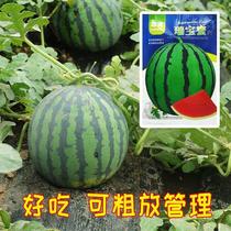 Ainongs preferred Ruibaomi watermelon seeds are delicious sweet high yield disease resistant and can tolerate repeated cropping and can be managed extensively