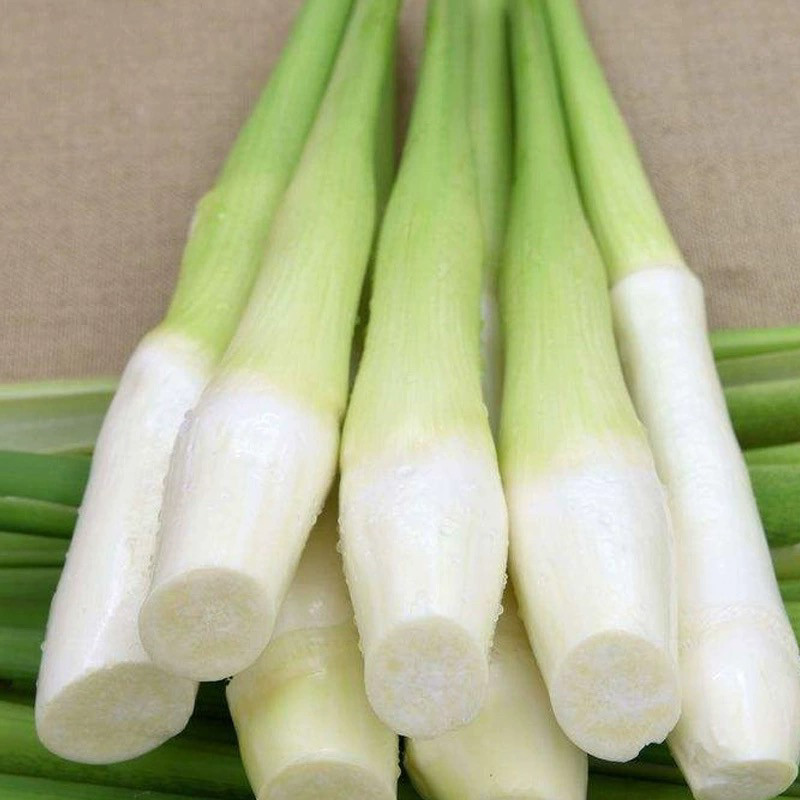 今年种什么蔬菜更受欢迎?水生种植茭白种苗双季蔬菜早熟瓜苗高笋苗四季茭白苗现挖现发怎么样?-莲藕-淘宝百科网