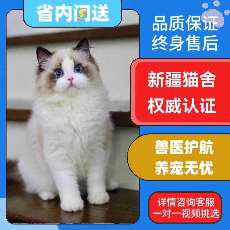 🐾 纯种蓝白英短猫：萌化你的心，矮脚折耳小猫幼崽等你带回家！-猫咪