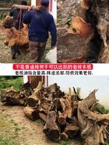 Special mothproofing for floors natural old camphorwood root slices pure logs camphor tree blocks solid wood insect repellent powder chips