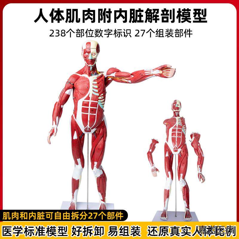 Human Body Muscle Internal Organ Disassembly Anatomy Structure Model Tissue Exercise Artificial Medical Teaching Aids