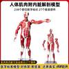 Human Body Muscle Internal Organ Disassembly Anatomy Structure Model Tissue Exercise Artificial Medical Teaching Aids
