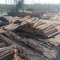 Fir wood piles pine wood piles river channel cryptomeria deciduous leaf slope protection with leather piers tree piles flood prevention log pile support