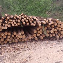 Pine wood pile piling wood outdoor river engineering log solid wood pile larch flood control wood pile river fir