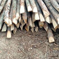 Pine wood piles piling wood fir outdoor river bank protection logs greening support poles flood control wood piles round