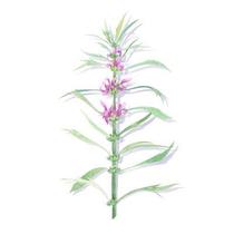 Motherwort