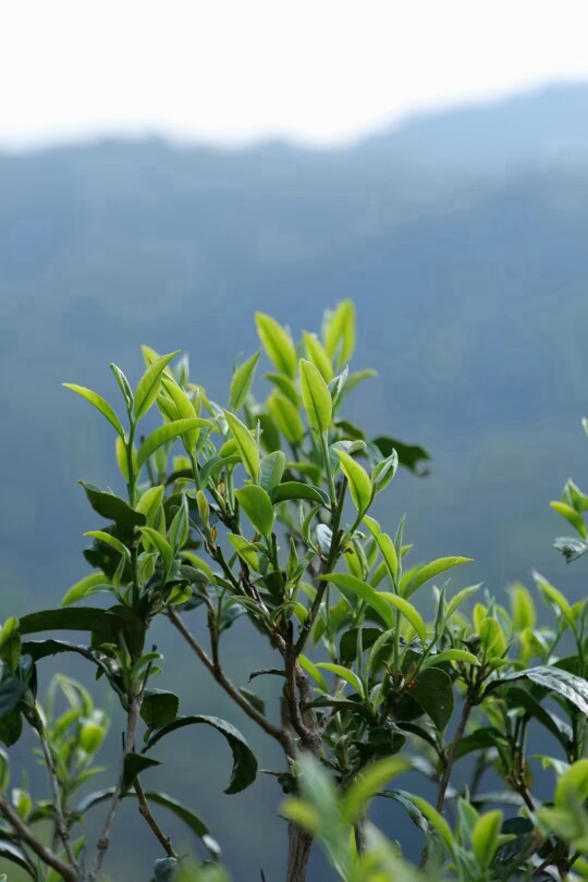紫禁城tea