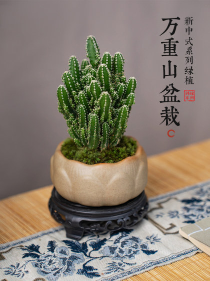 仙人掌盆栽万重山室内仙人球多肉植物办公室桌面好养防辐射绿植
