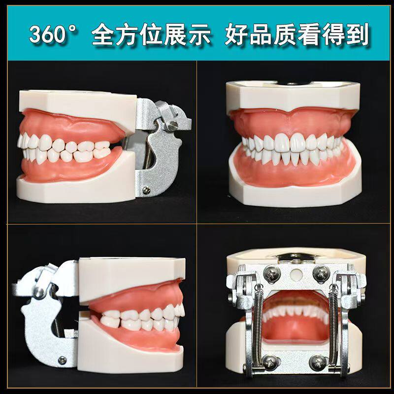 牙科备牙模型考试 练习制备窝洞嵌体冠 可拆卸牙齿排龈模型