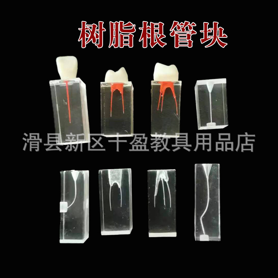 牙科树脂根管练习块模型 牙体牙髓透明根管预备充填修复根管模型