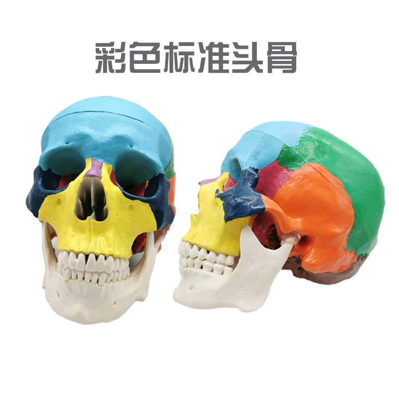 牙科艺用 彩色头骨骷髅头 牙科口腔教学模型 1:1 可拆卸头颅 包邮