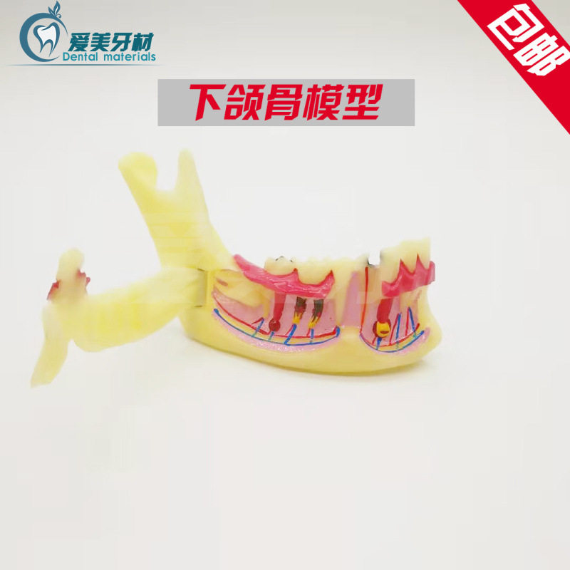 牙科下颌骨模型 M4014 口腔教学演示模型