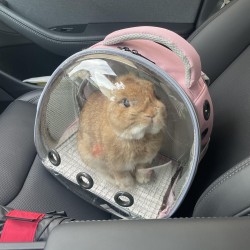 Rabbit Outing Bag Special Portable Pet Cat Backpack Shoulder Breathable Lightweight Large Capacity Aviation Luggage Bag