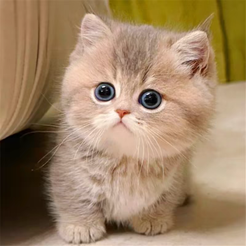 深圳养宠潮起：哪里可以买到心仪的宠物狗？