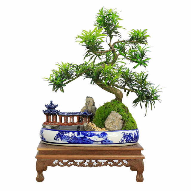 Podocarpus bonsai ພູມສັນຖານ rockery ພືດ indoor ຫ້ອງຮັບແຂກຫ້ອງການ desktop ສີຂຽວຕົ້ນໄມ້ຂະຫນາດນ້ອຍ potted ຍິນດີຕ້ອນຮັບໄມ້ແປກຕົ້ນໄມ້ທີ່ແທ້ຈິງ