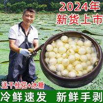 2024 New Products Authentic Suzhou Chicken Head Rice Large Grain Gorgon Fruit Fresh Chicken Head Fruit Edible Non-Dry Goods