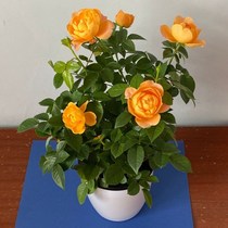 (Delivered with buds) Mini rose seedlings potted plants bloom continuously on the balcony in all seasons making it easy to grow flowers and green plants