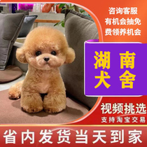 Teddy puppy red brown and white gray pure dog live dog teacup dog