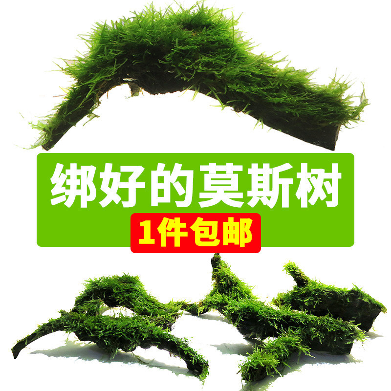 Aquarium Landscaping Moss Driftwood Natural Aquatic Plants Mousse Grass Shade-Loving Water Willow Wood Ecological Fish Farming Moss Tree Aquarium Landscaping Moss Driftwood Natural Aquatic Plants Mousse Grass Shade-Loving Water Willow Wood Ecological Fish Farming Moss Tree