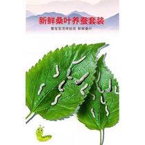 Silkworm baby primary school silkworm breeding incubator breeding incubator colorful silkworm egg golden silkworm silkworm breeding 175 boxes of silkworm treasure