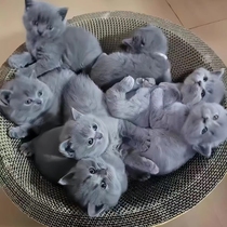 British Shorthair Blue Cat Kitten Fold-eared Cat Kitten Live Short-footed British Shorthair Cat Kitten Pet Cat Live Animal Adoption