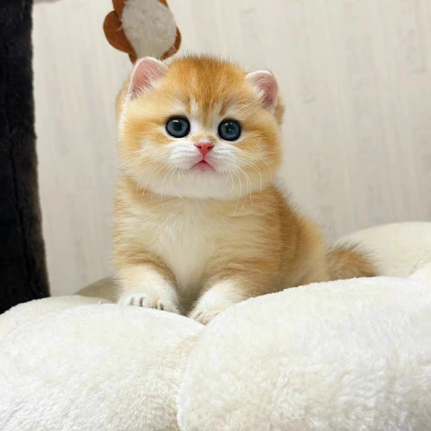 我的小猫长大后会是什么样子？ : r/ragdolls, image size:1415x1415