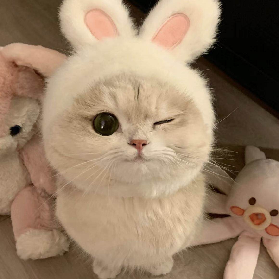 晨喵喵宠物用品企业店