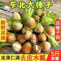 2023 Fresh Hazelnuts Large Particles Water Kernels Huan Huan Kernels Peeled Nuts Raw Hazelnuts New Fresh Fruits Northeastern Specialties