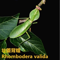 Simulation scientific and educational insect animal mantis model toy butterfly growing frog