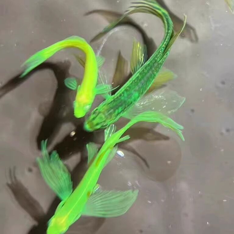 许多鱼水族店