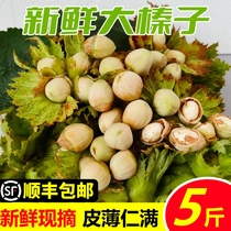 Northeast fresh hazelnuts freshly picked with skin raw water kernel large hazelnuts 2024 green skinned fresh nuts 5 pounds with pliers included