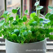 Planting grass soil mushroom basin office large number of grass flowers copper money grass hydroponic gold wire flower pot desktop grass room cultivation