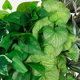 Artificial Wall-Hanging Green Plant Sweet Potato Leaf Vine Indoor Living Room Wall Decoration Fake Leaves Fern Vine Ivy