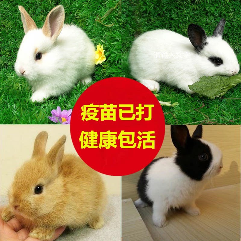 🐰 养兔子不烦恼,新西兰白兔种兔等你来挑! 🍗-兔-淘宝好物网