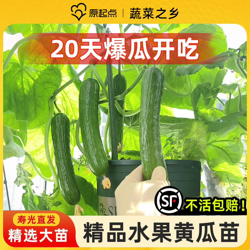 阳台种植达人必备：水果黄瓜苗秧四季种子，轻松享受绿色生活🌿