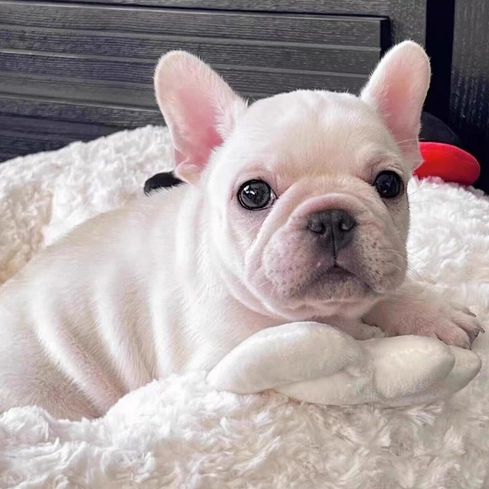 英牛犬-英牛犬促销价格、英牛犬品牌- 淘宝, image size:960x960