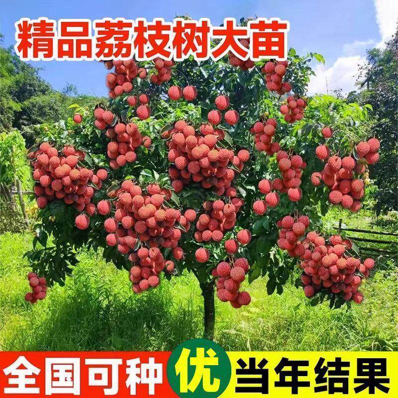 荔枝树嫁接果树无核桂味妃子笑!庭院盆栽四季水果苗,南方北方都能种!-果树种子-淘宝好物网